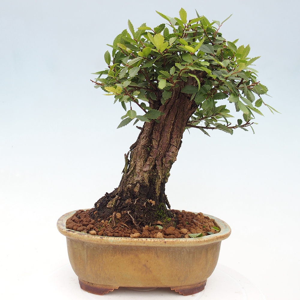 Venkovní bonsai - Zelkova - Zelkova NIRE