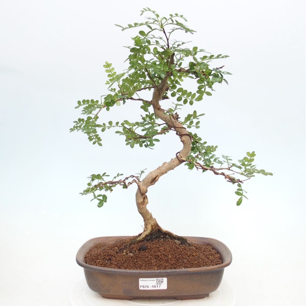 Pokojová bonsai - Zantoxylum piperitum - pepřovník
