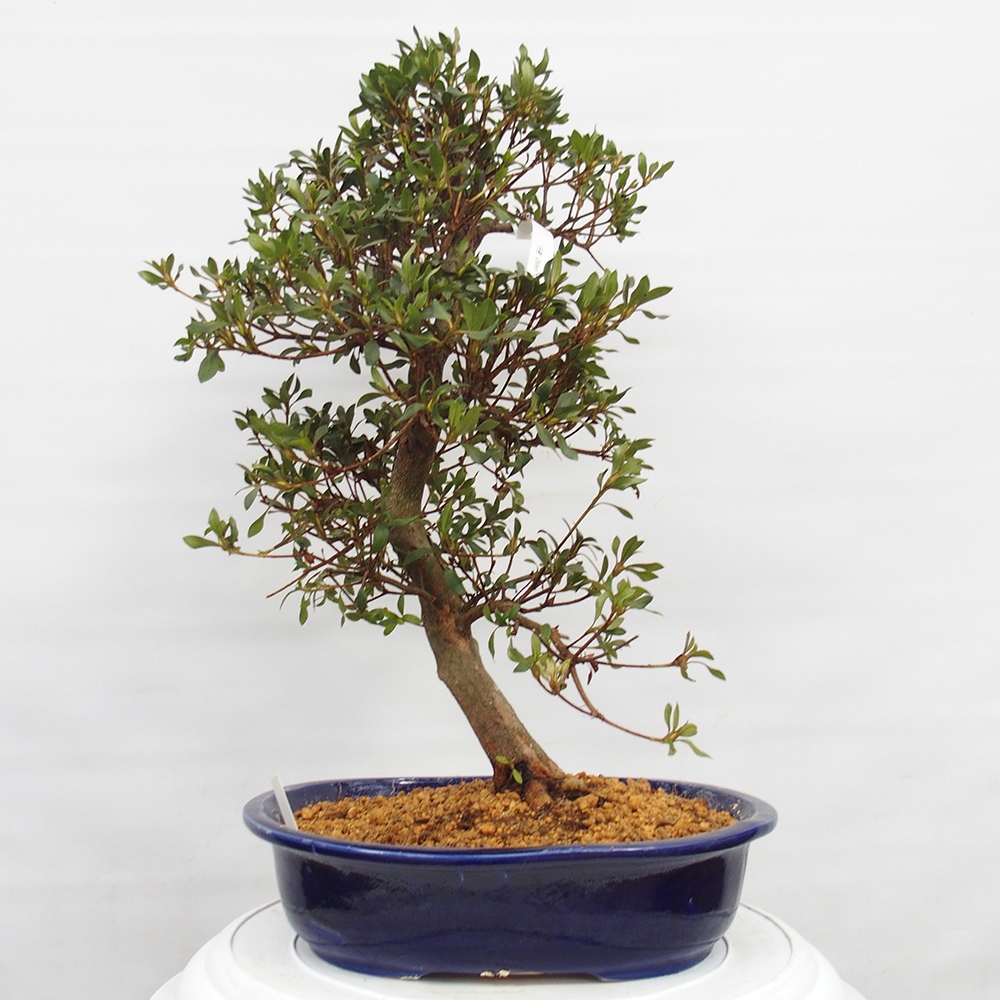 Venkovní bonsai - Japonská azalka - Azalea Chihiro