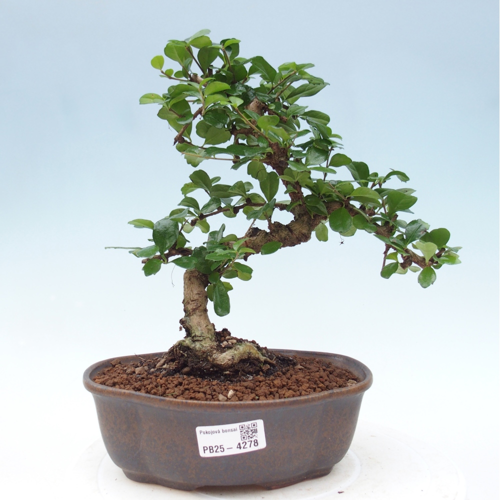 Pokojová bonsai - Carmona macrophylla - Čaj fuki