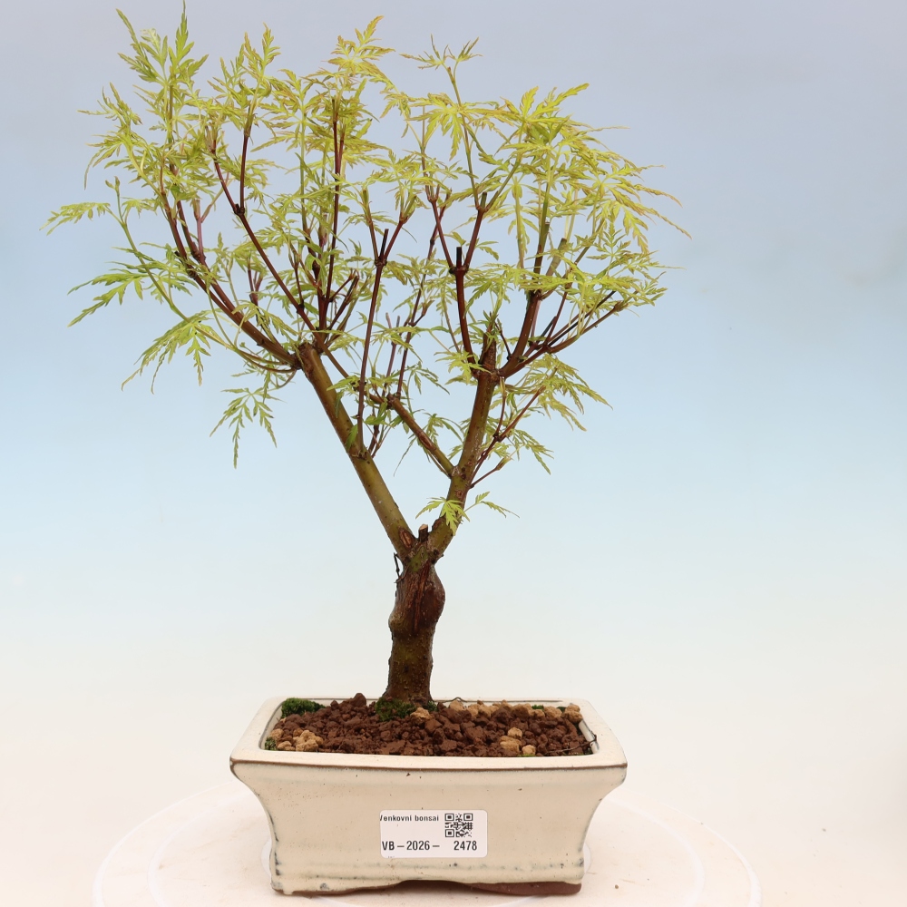 Venkovní bonsai - Acer palmatum Dissectum - Javor dlanitolistý 