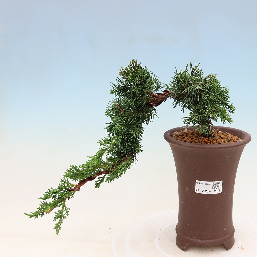 Venkovní bonsai - Juniperus chinensis Kishu -Jalovec čínský