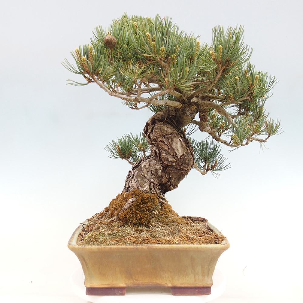 Venkovní bonsai - Pinus parviflora - Borovice drobnokvětá