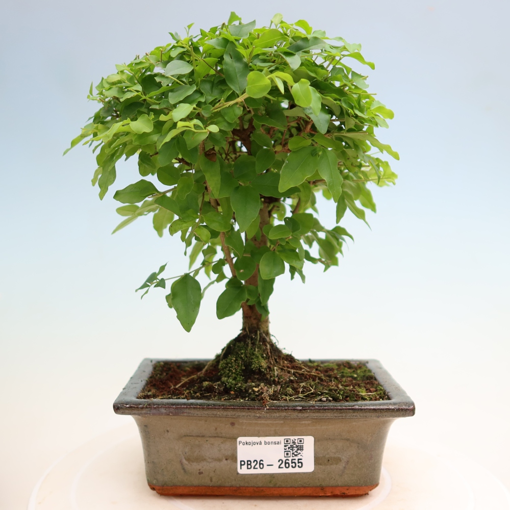 Pokojová bonsai -Ligustrum chinensis - Ptačí zob