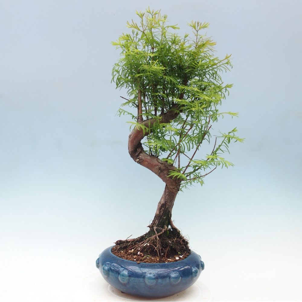 Venkovní bonsai - Metasequoia glyptostroboides - Metasekvoje čínská