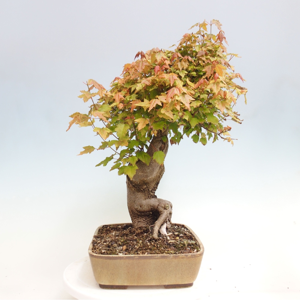 Venkovní bonsai - Acer Buergerianum - Javor Burgerův