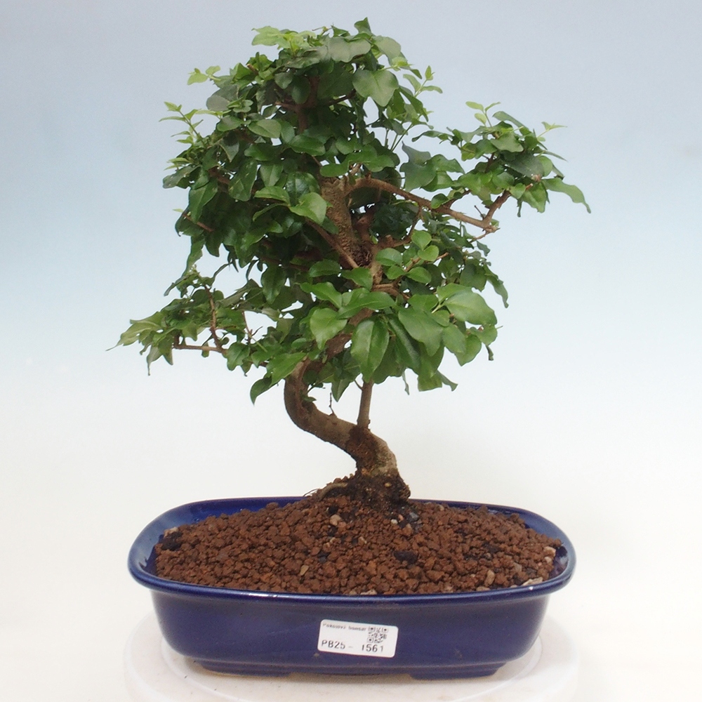 Pokojová bonsai -Ligustrum chinensis - Ptačí zob