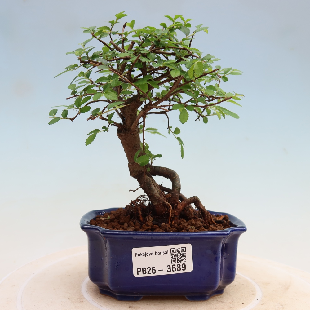 Pokojová bonsai - Ulmus parvifolia - Malolistý jilm