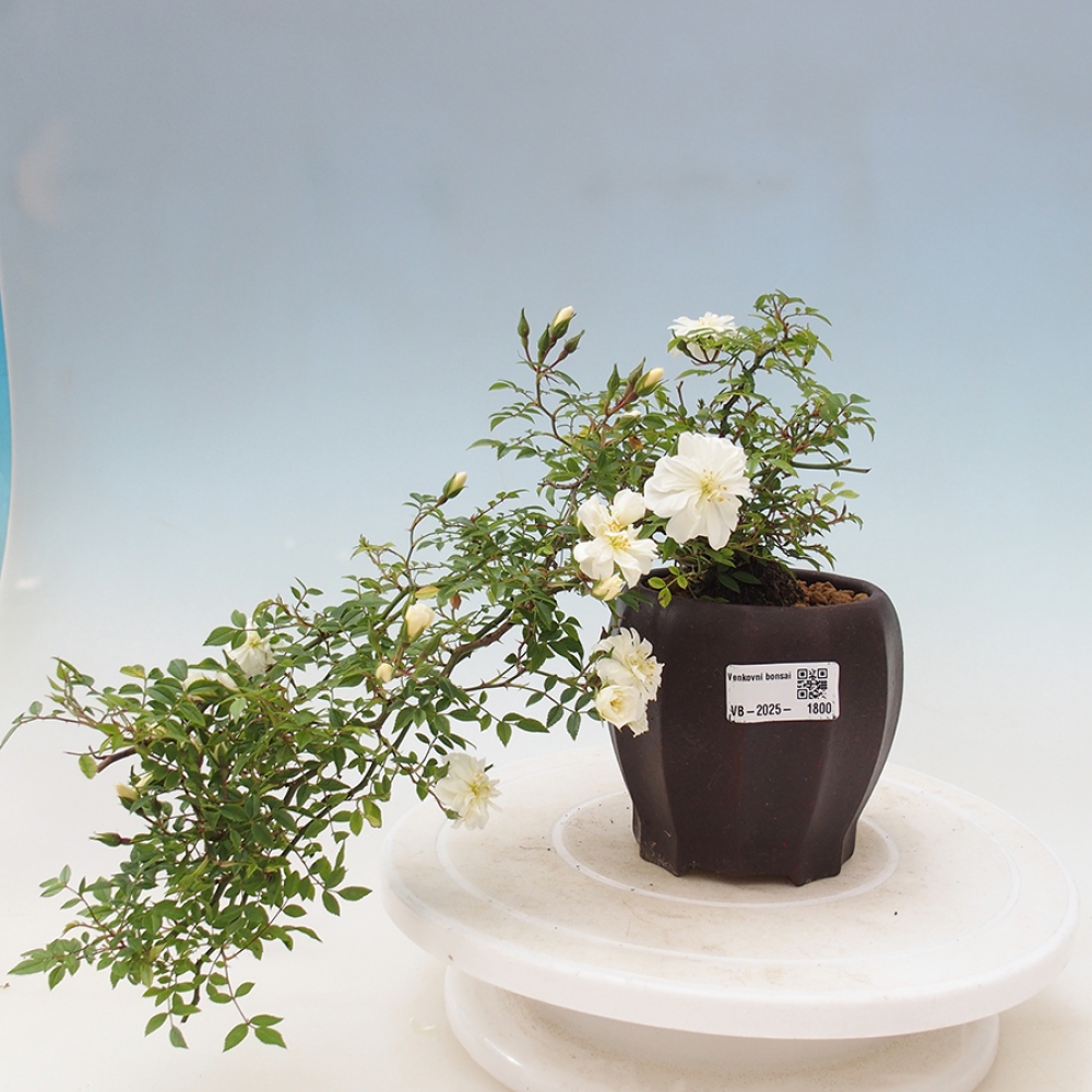 Venkovní bonsai - Rosa Sea Foam -  růže