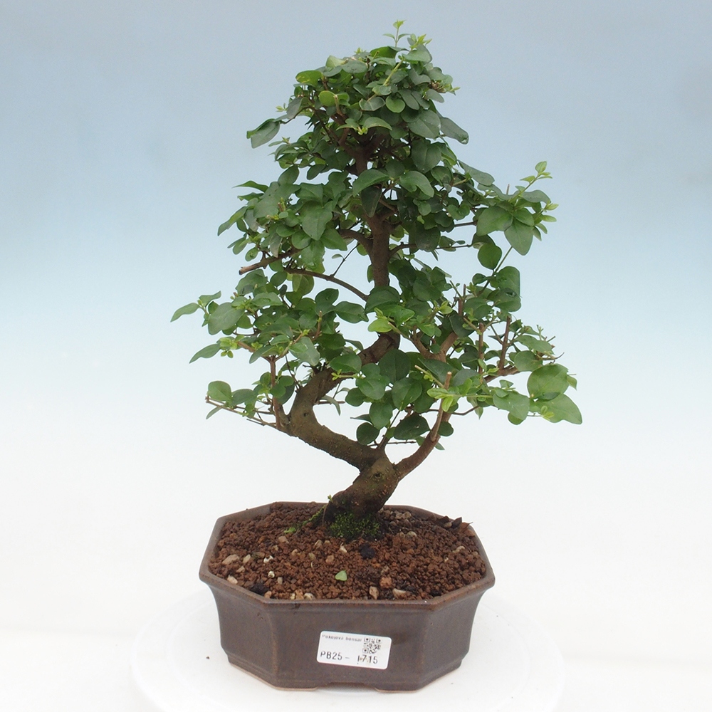 Pokojová bonsai -Ligustrum chinensis - Ptačí zob