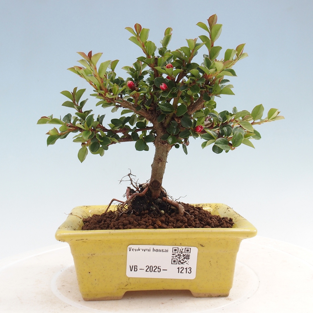 Venkovní bonsai - Cotoneaster horizontalis - Skalník