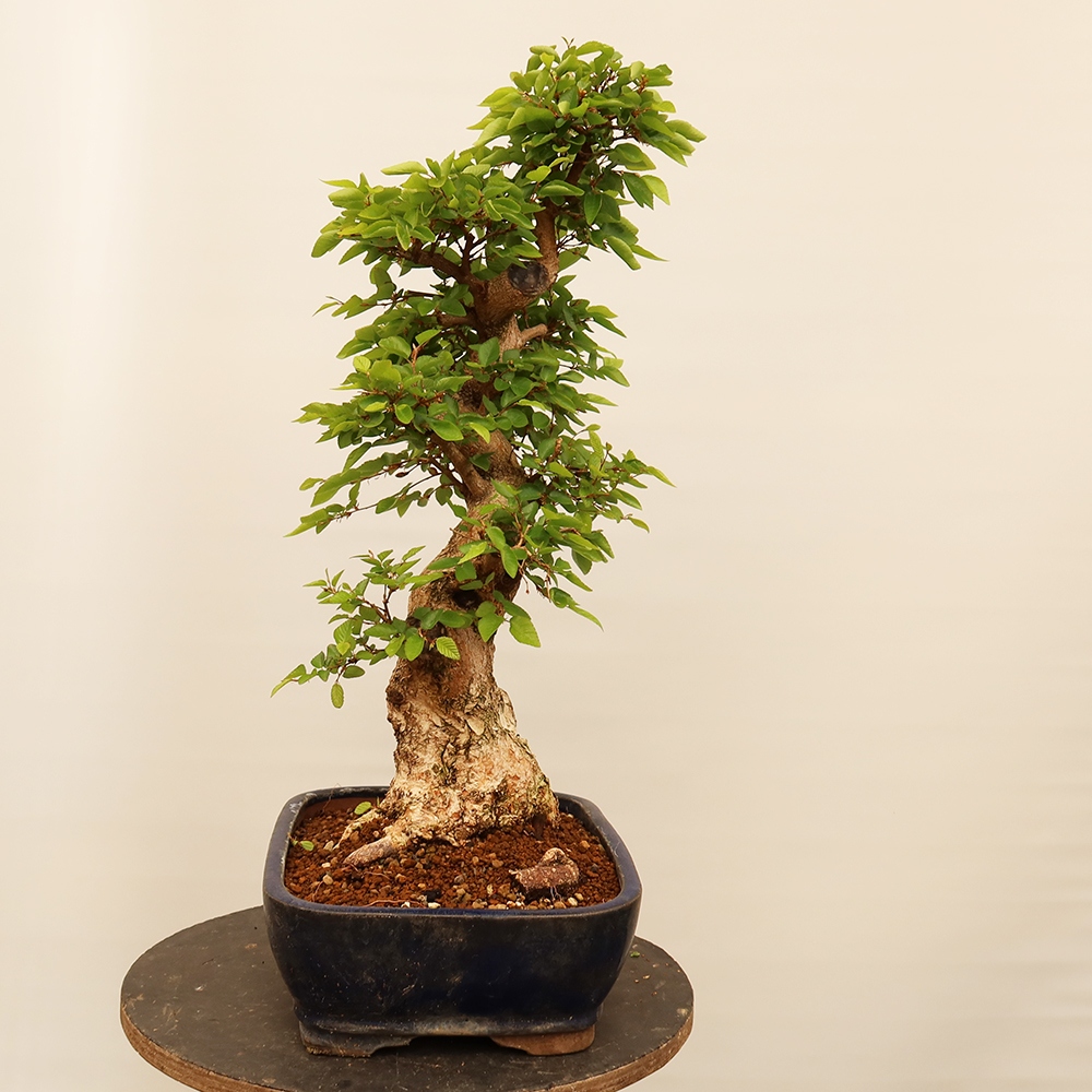 Venkovní bonsai -Carpinus Coreana - Habr korejský