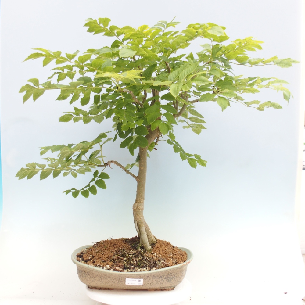 Venkovní bonsai - Fraxinus  -  Jasan