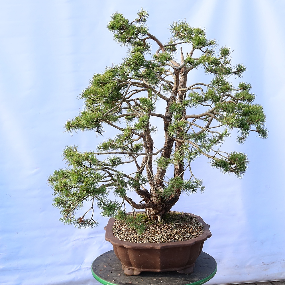 Pinus sylvestris Španělsko - borovice lesní