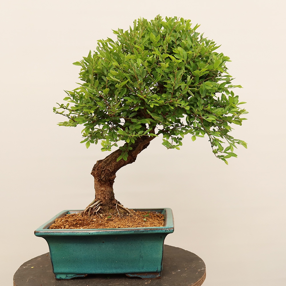 Venkovní bonsai - Zelkova - Zelkova NIRE