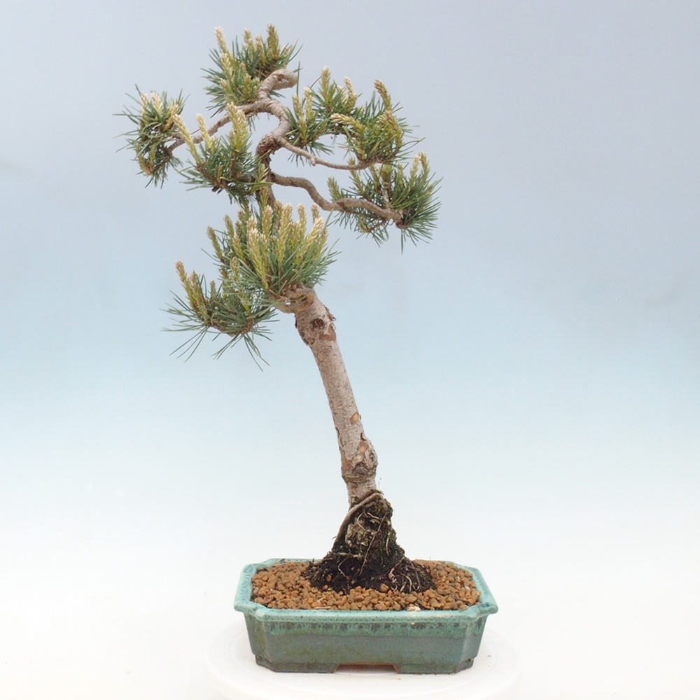 Venkovní bonsai - Pinus Sylvestris Watererri - Borovice lesní