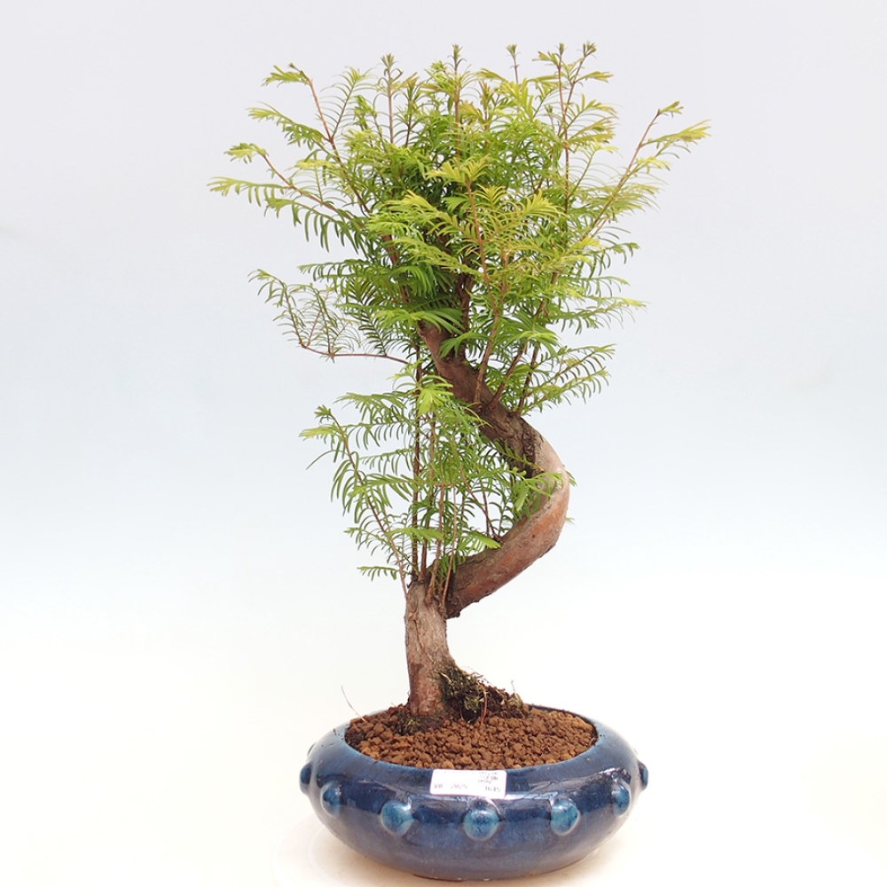 Venkovní bonsai - Metasequoia glyptostroboides - Metasekvoje čínská