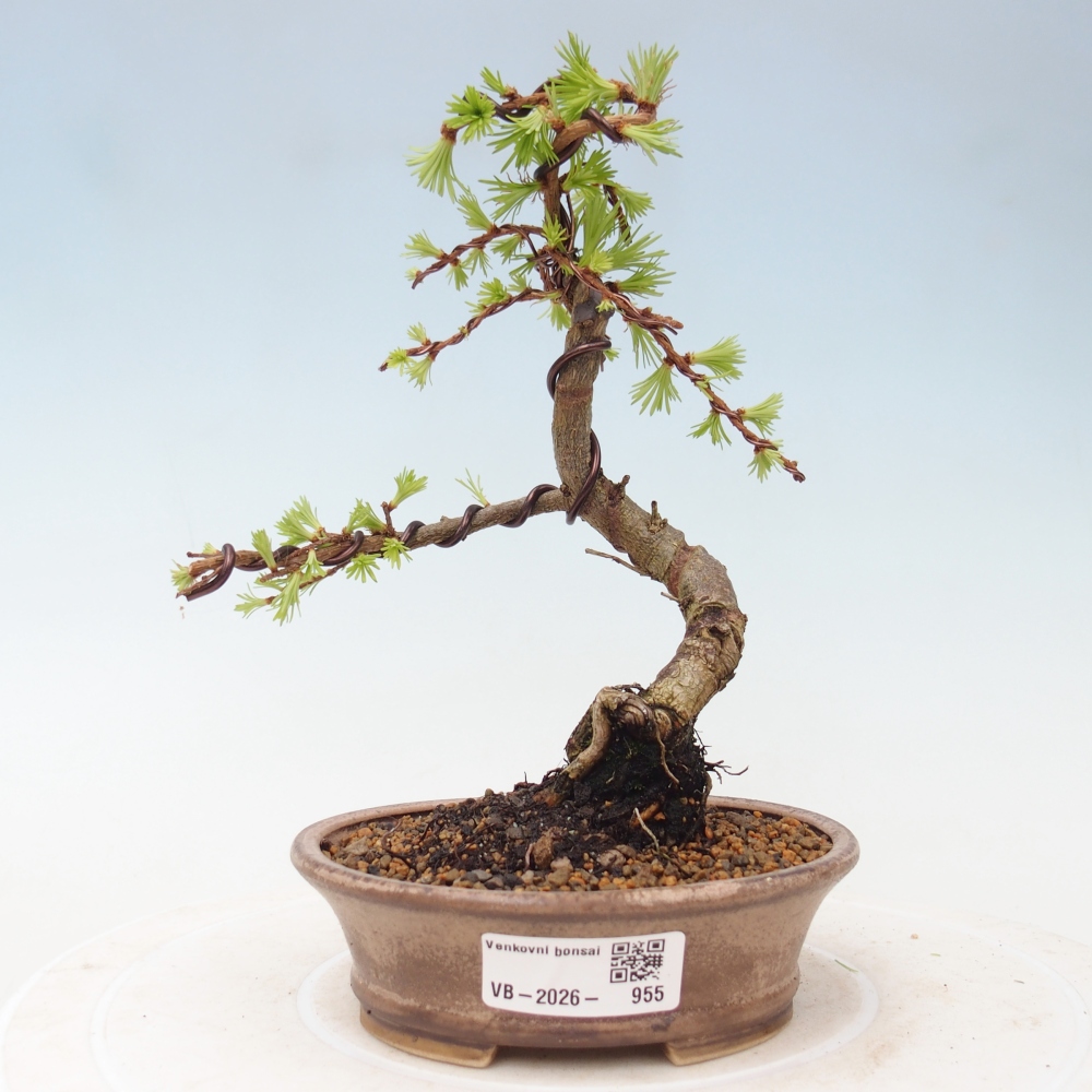 Venkovní bonsai - Larix Kaempferi - Modřín japonský