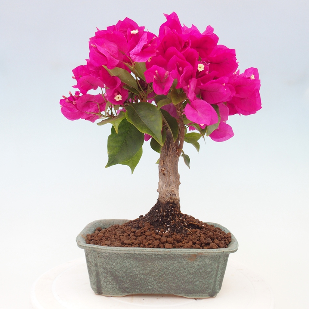 Pokojová bonsai - Bouganwilea
