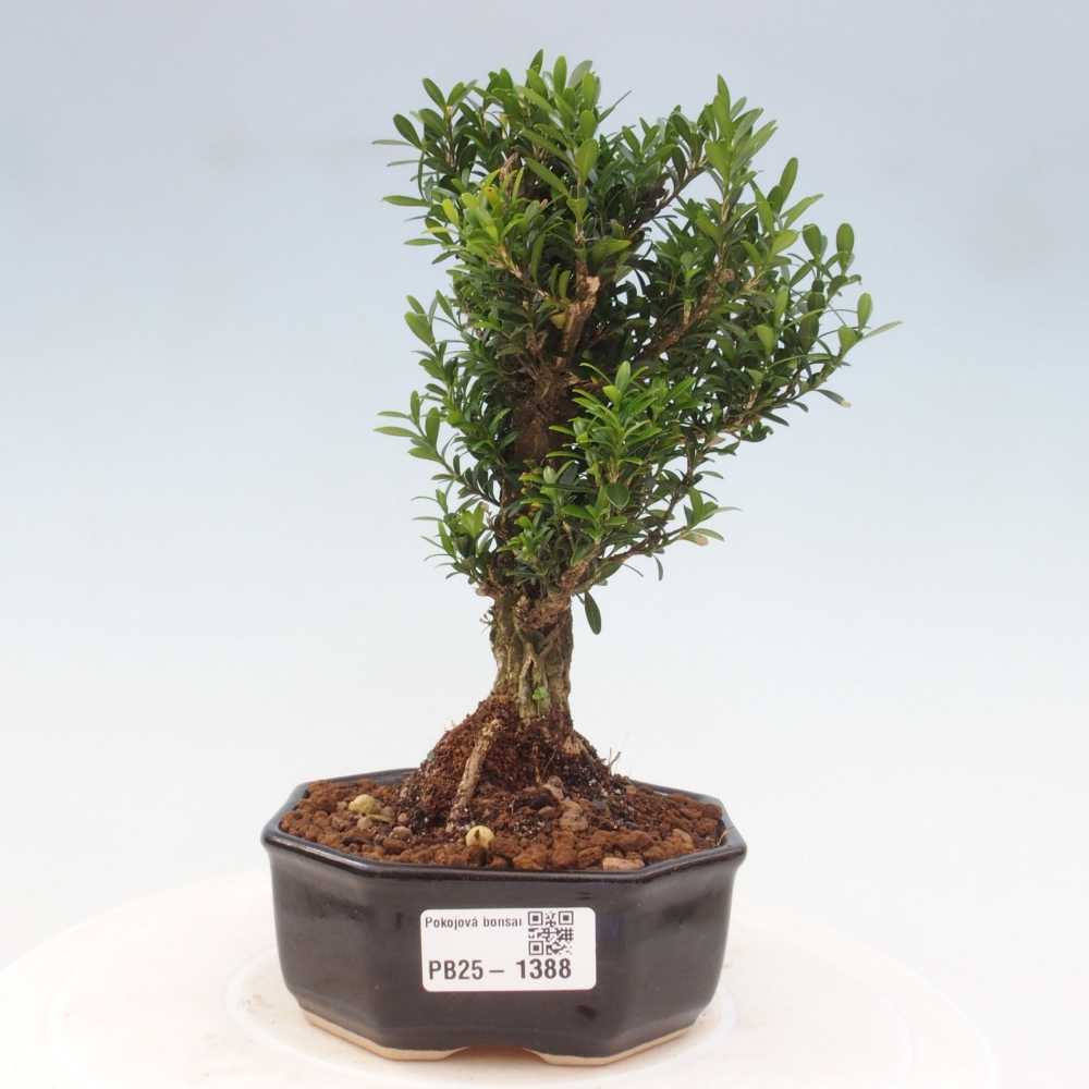 Pokojová bonsai - Buxus harlandii - korkový buxus