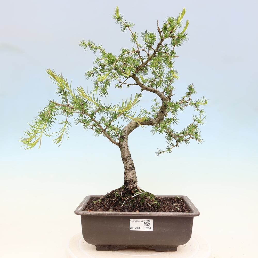 Venkovní bonsai -Larix decidua - Modřín opadavý 