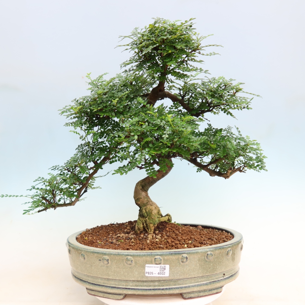 Pokojová bonsai - Zantoxylum piperitum - pepřovník