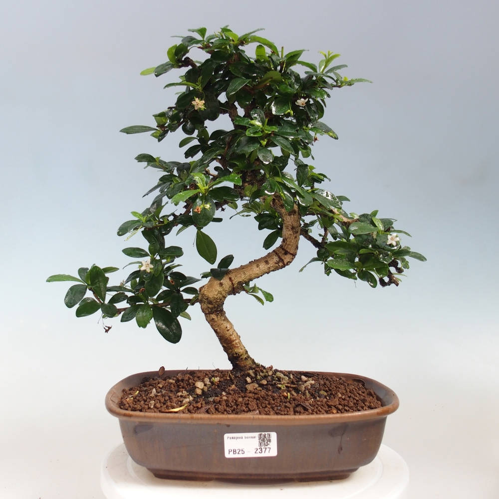 Pokojová bonsai - Carmona macrophylla - Čaj fuki