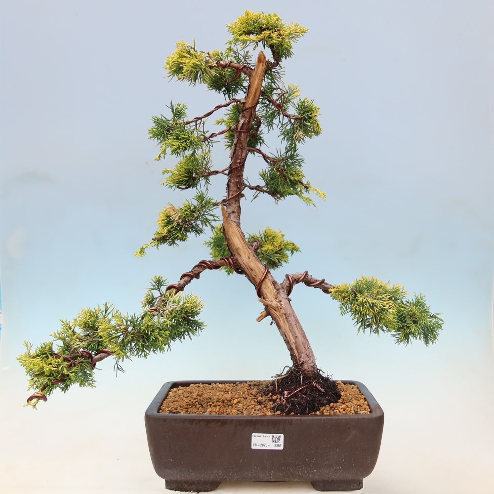 Venkovní bonsai - Juniperus chinensis  aurea - Jalovec čínský zlatý