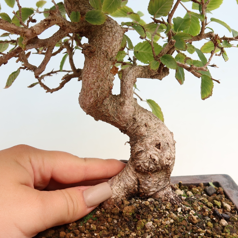 Venkovní bonsai -Carpinus CARPINOIDES - Habr korejský