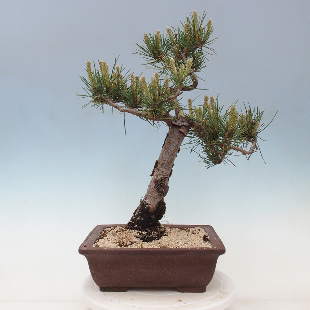 Venkovní bonsai - Pinus Sylvestris Watererri - Borovice lesní