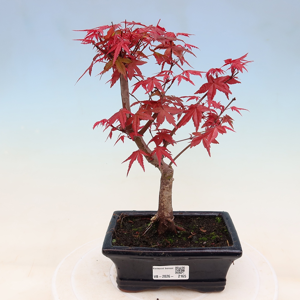 Venkovní bonsai - Javor dlanitolistý - Acer palmatum DESHOJO