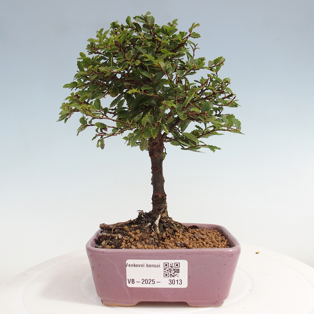 Venkovní bonsai - Ulmus parvifolia Sagei - Malolistý jilm
