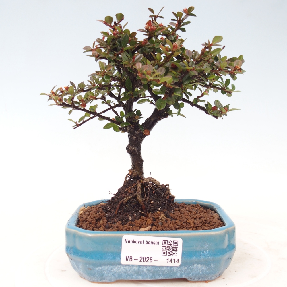 Venkovní bonsai - Cotoneaster horizontalis - Skalník