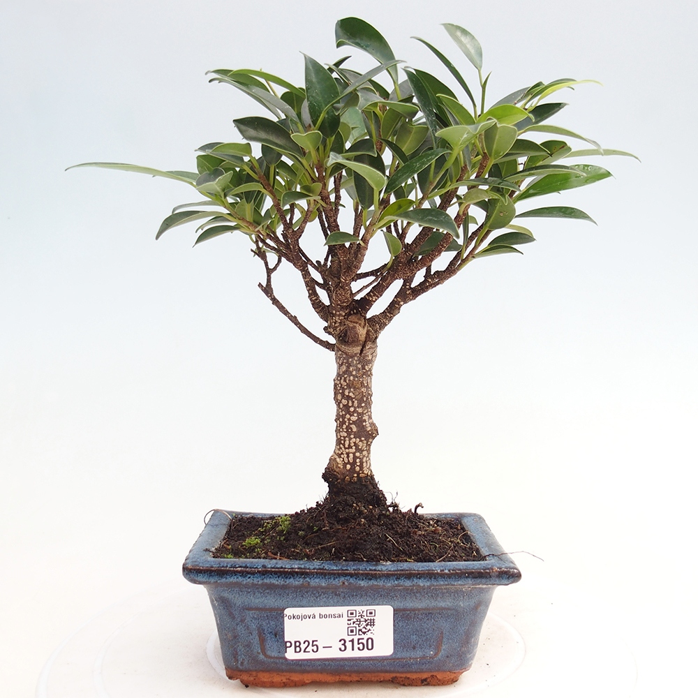 Pokojová bonsai Ficus retusa kimmen