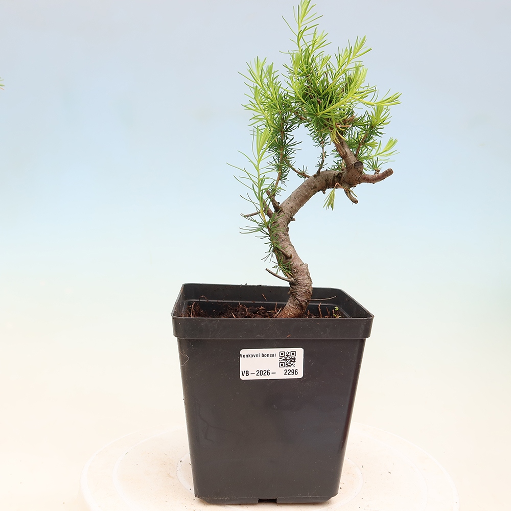 Venkovní bonsai -Larix decidua - Modřín opadavý 