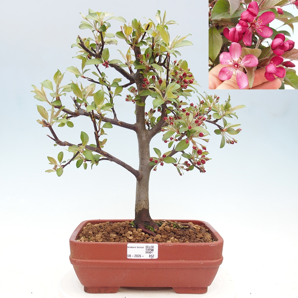 Venkovní bonsai -Malus domestica - Maloplodá jabloň červenolistá