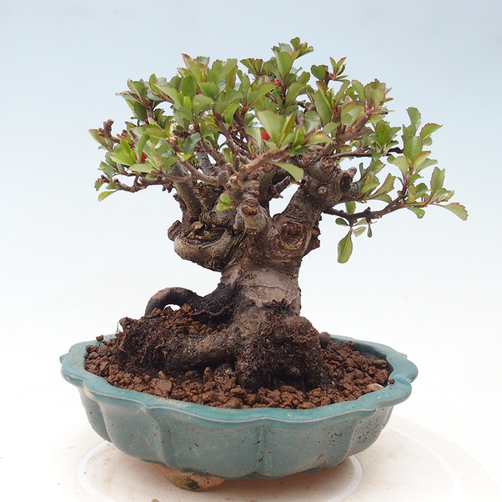 Venkovní  bonsai -  Chaneomeles speciosa - Kdoulovec ozdobný