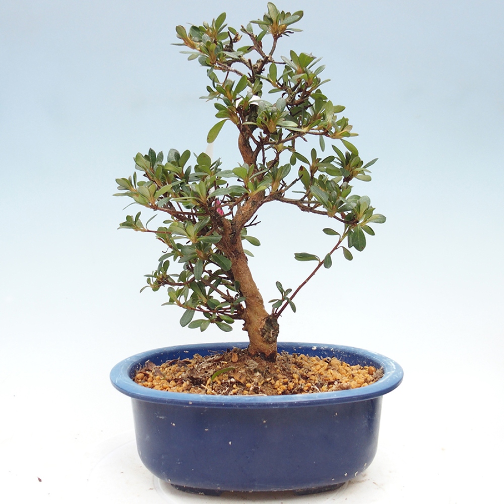 Venkovní bonsai - Japonská azalka - Azalea Kobai