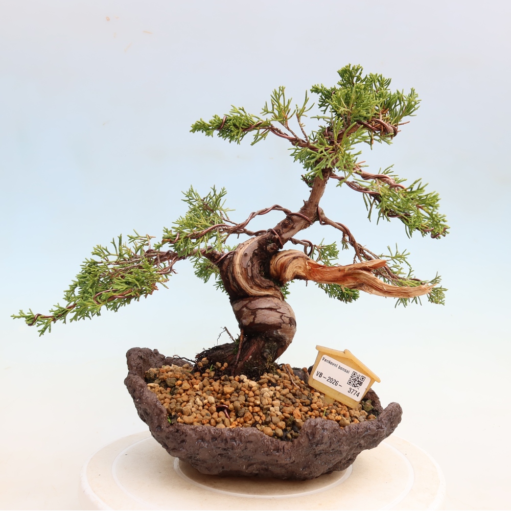 Venkovní bonsai - Juniperus chinensis Itoigawa-Jalovec čínský