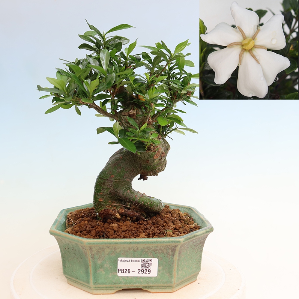 Pokojová bonsai - Gardenia jasminoides-Gardenie
