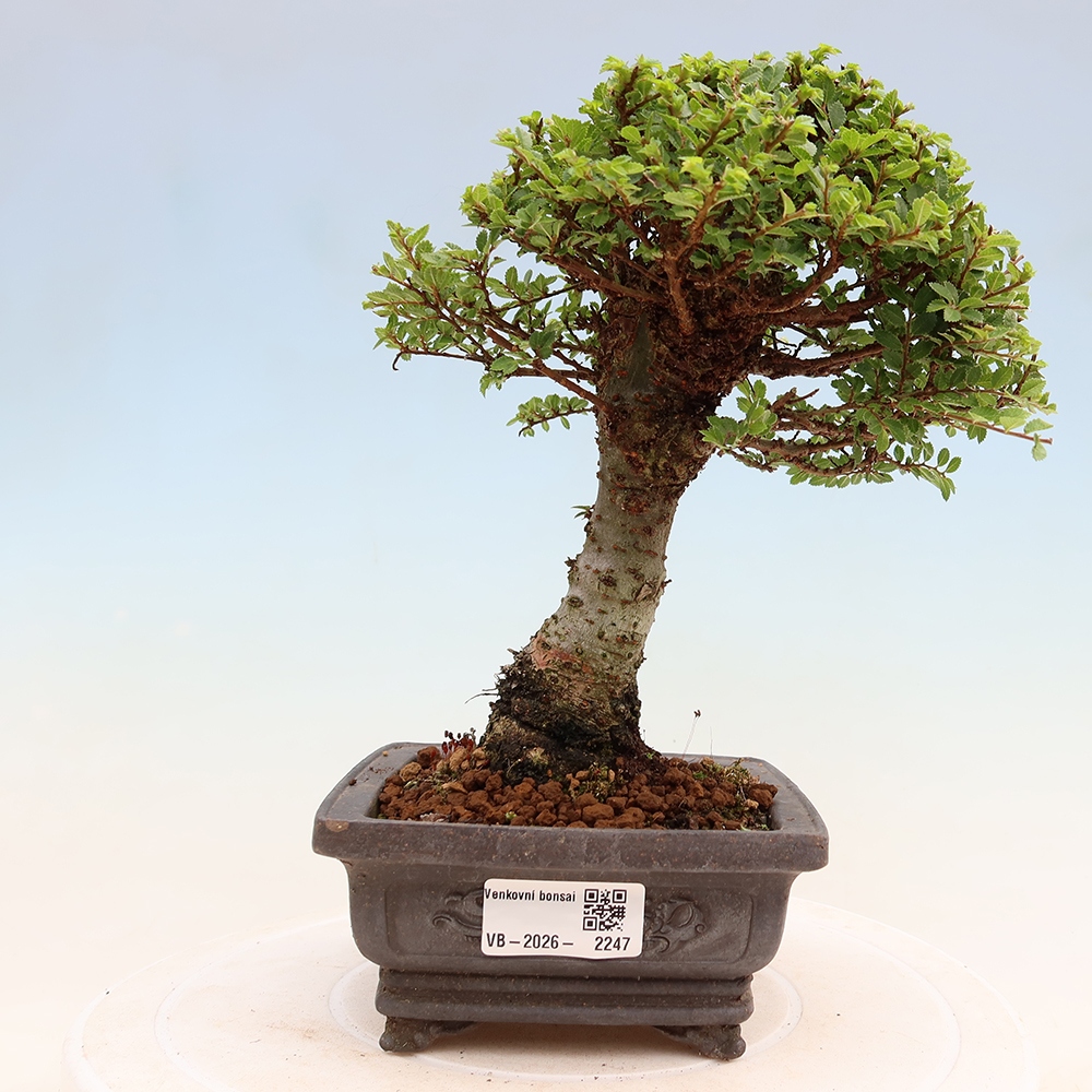 Venkovní bonsai - Ulmus parvifolia Sagei - Malolistý jilm