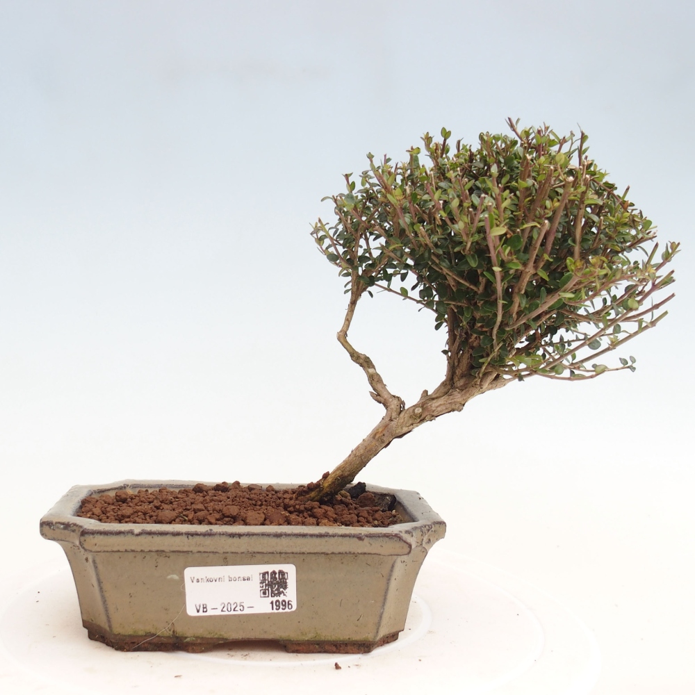 Venkovní bonsai-Lonicera nitida Twiggy -Zimolez