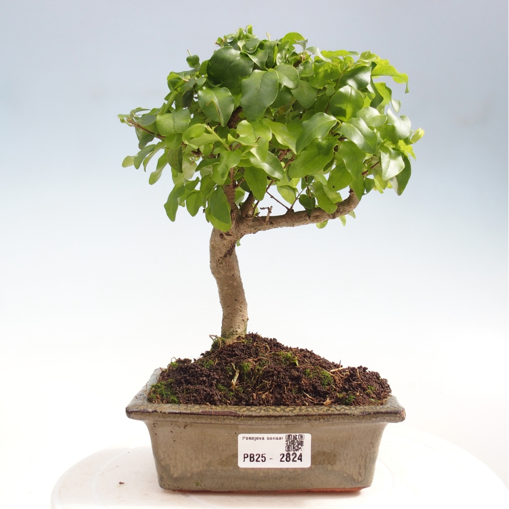 Pokojová bonsai -Ligustrum chinensis - Ptačí zob