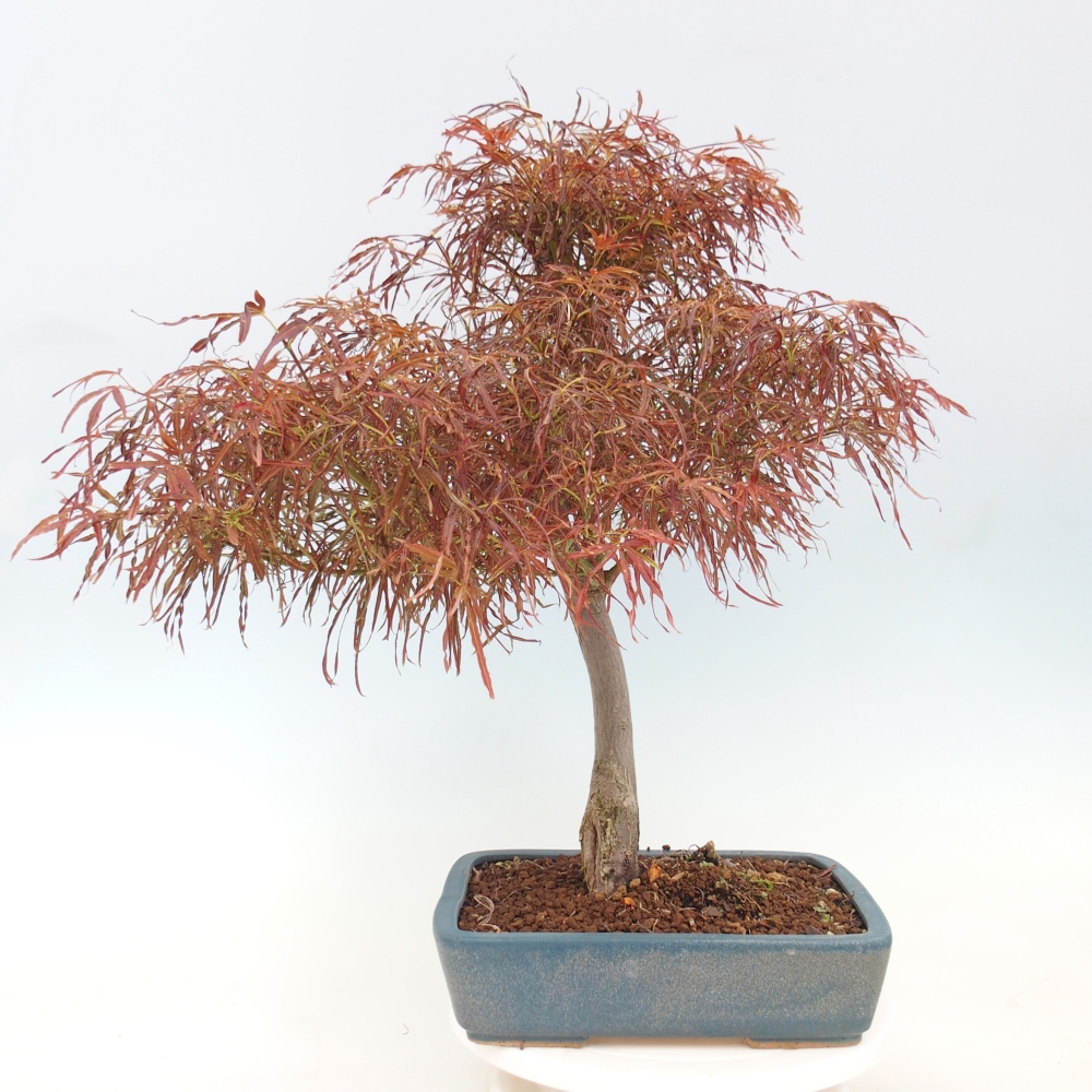 Venkovní bonsai - Javor dlanitolistý - Acer palmatum RED PYGMY