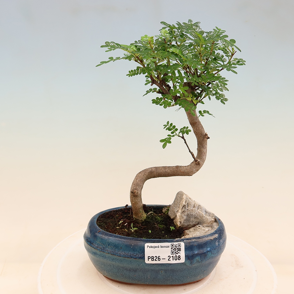 Pokojová bonsai - Zantoxylum piperitum - Pepřovník