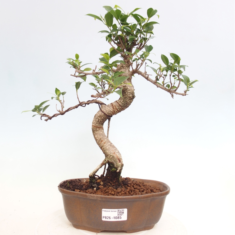 Pokojová bonsai - Ficus retusa -  malolistý fíkus