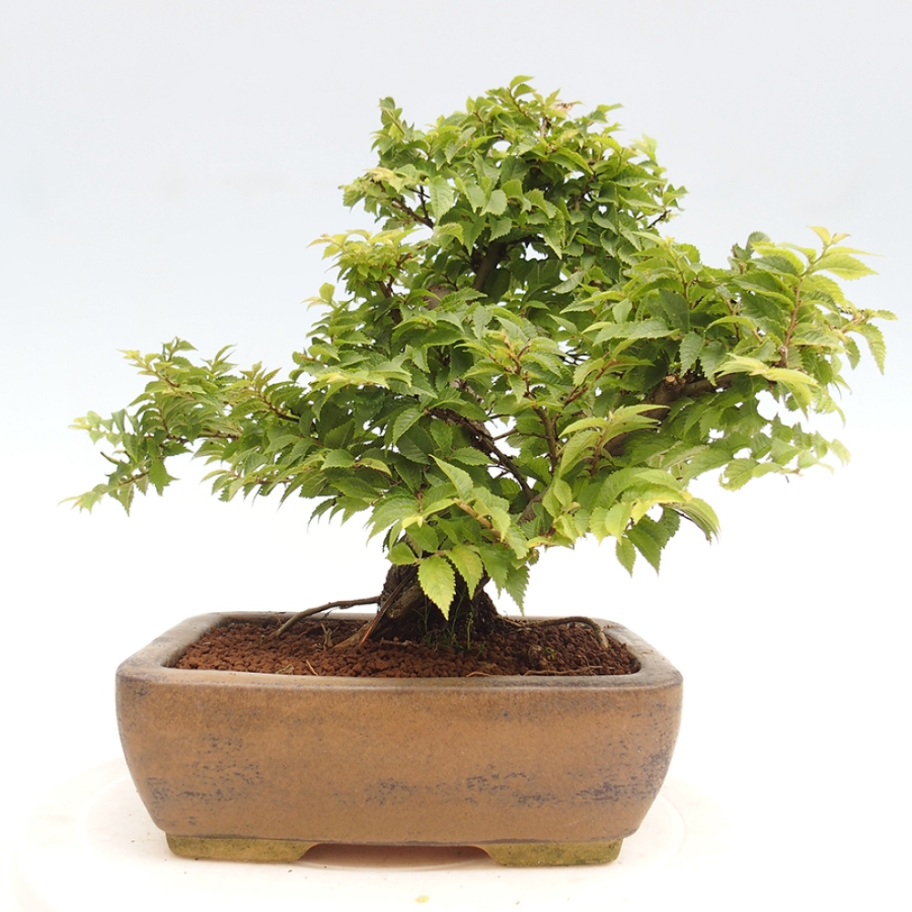 Venkovní bonsai - Ulmus parvifolia  - Malolistý jilm