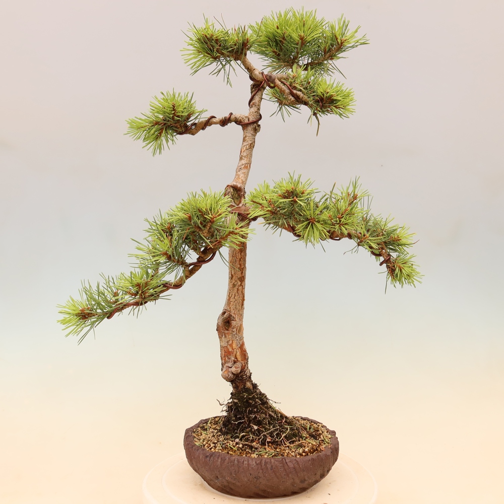 Venkovní bonsai - Pinus Sylvestris Watererri - Borovice lesní