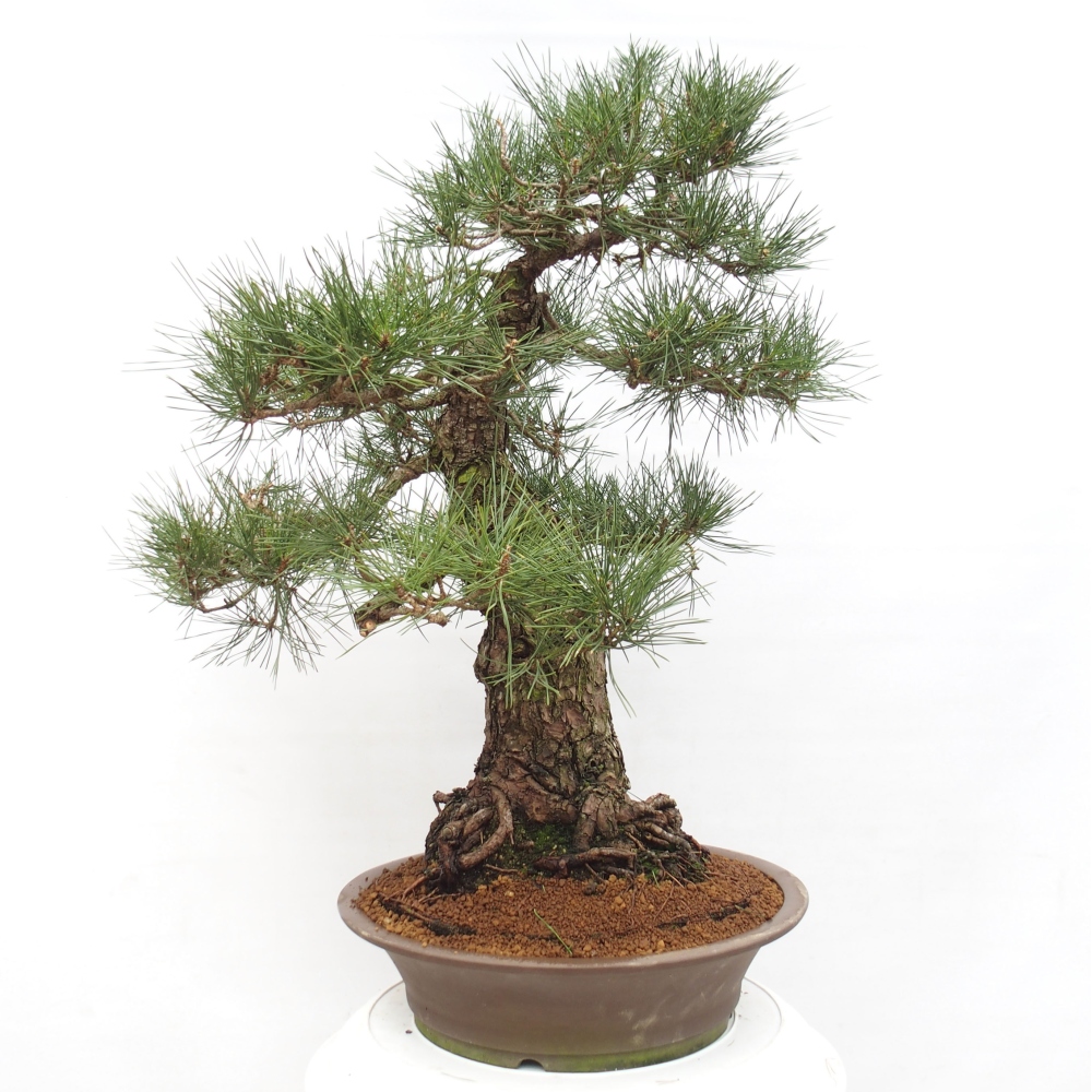 Venkovní bonsai - Pinus thunbergii - Borovice thunbergova