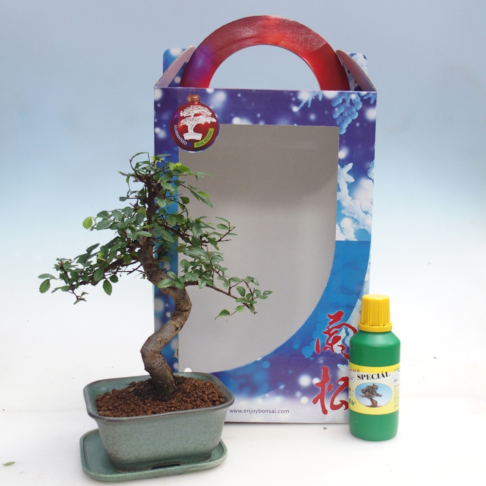 Pokojová bonsai v dárkové krabičce Ulmus parvifolia - Jilm čínský